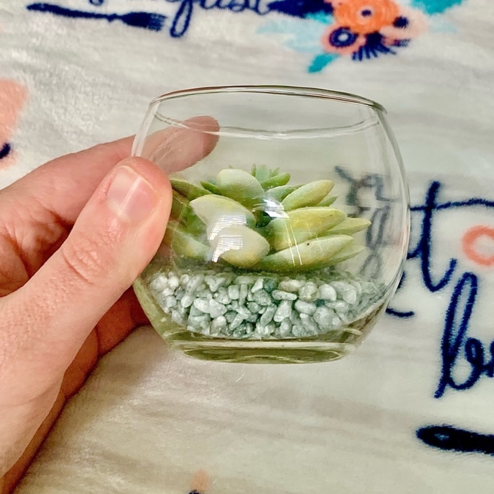 Glass Terrarium Faux Green Succulent Home Cute Mini Decor Accent Art Display - Picture 3 of 5